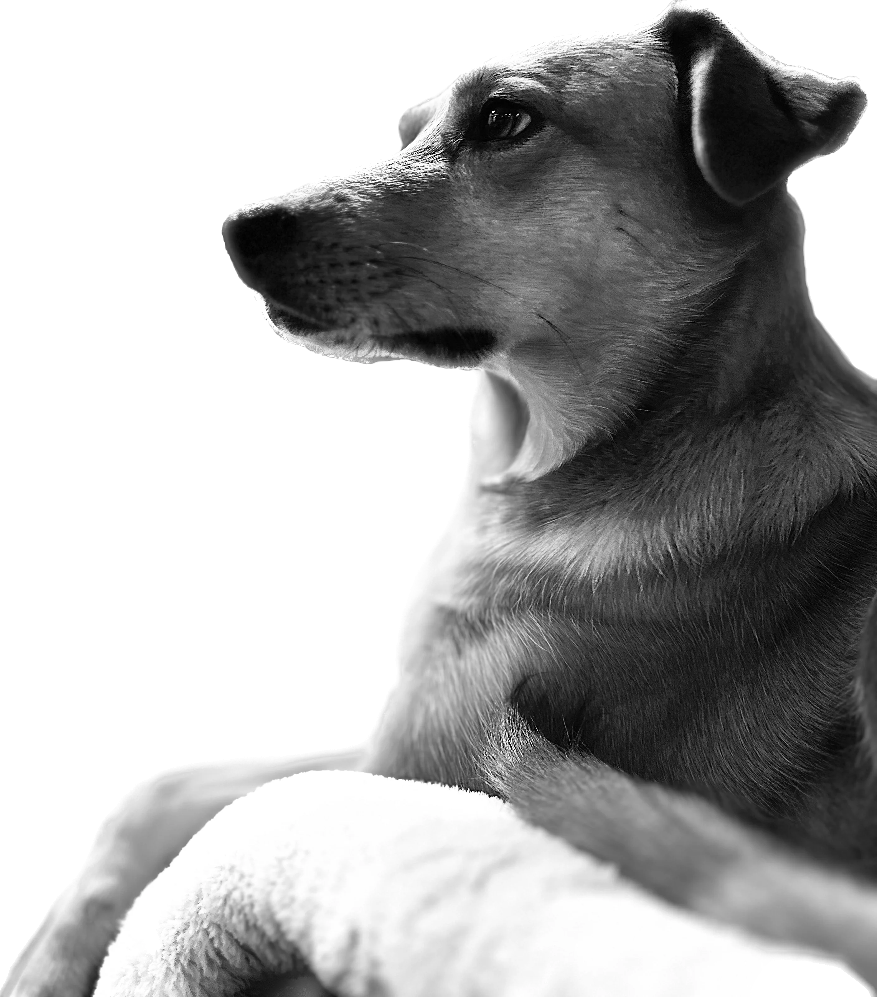 dog overseeing login